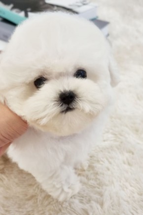 미니비숑프리제 [두부]