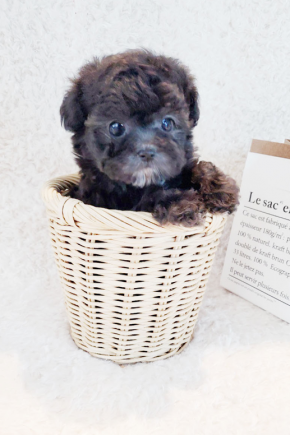 실버토이푸들 [푸피]