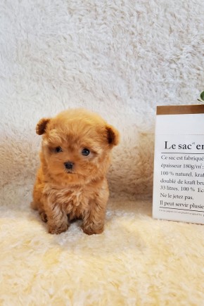 토이푸들 [코치]