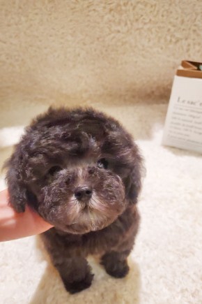 실버토이푸들 [둥이]