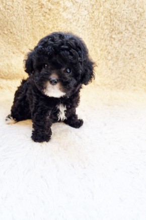 실버파티푸들 [오!레오]