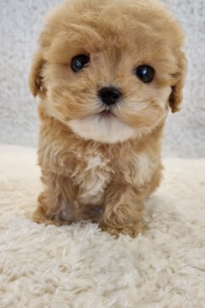 토이푸들 [하늬]