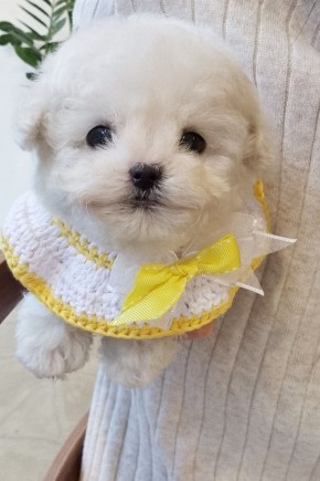 미니비숑 [보리]