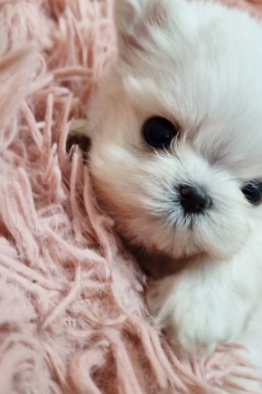 미니말티즈 [마리]