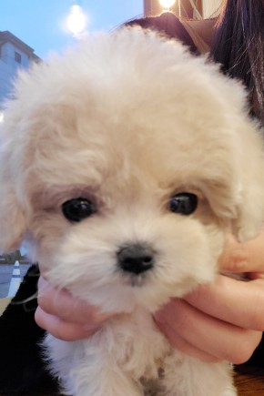 토이푸들 [뽀송]