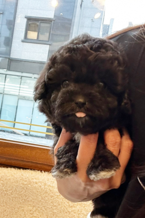 실버푸들 [쿠키]