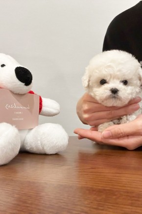 미니비숑프리제 [뽕구]