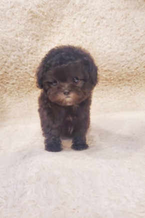 실버푸들 [은동이]