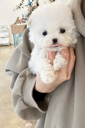 미니비숑프리제 [설이]