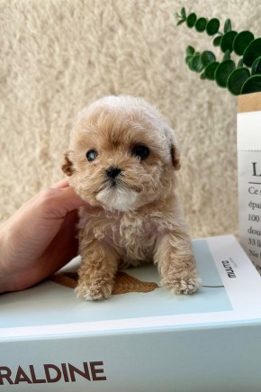 타이니푸들 [아로니]