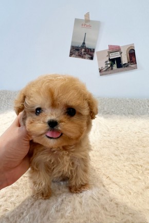 타이니푸들 [율무]