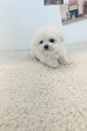 미니비숑 [미니]