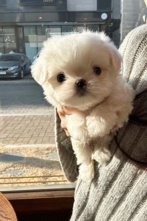 미니말티즈 [콩떡]