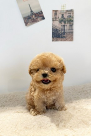 토이푸들 [몽실]