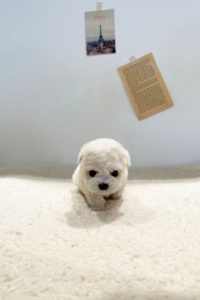 미니비숑 [여름이]