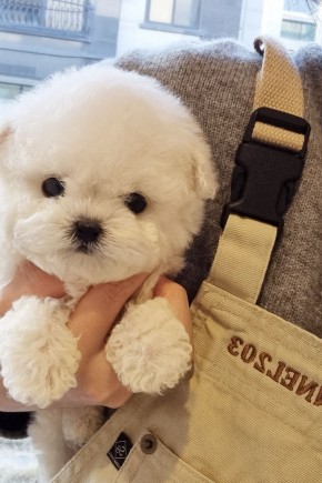 미니비숑 [팝콘이]