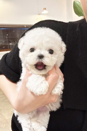 미니비숑 [모쿠]