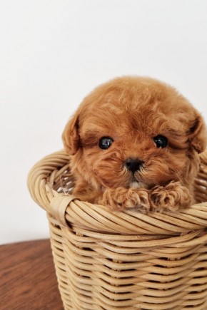 토이푸들 [티코]