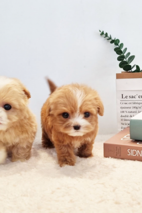 말티푸남매 [알콩,달콩]