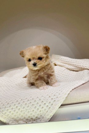 말티푸 [두나] 분양말티푸분양 말티푸켄넬