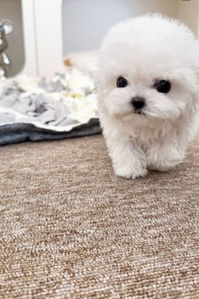 미니비숑 [만두] 미니비숑견사 양주미니비숑분양