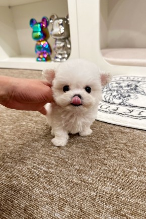 테디비숑 [나리] 미니비숑켄넬 파주미니비숑분양