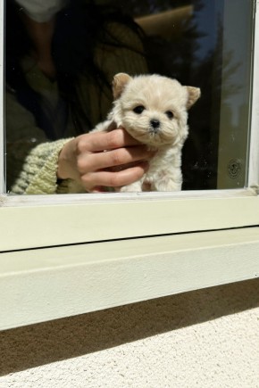 말티푸[대츄] 말티푸켄넬 용인말티푸분양