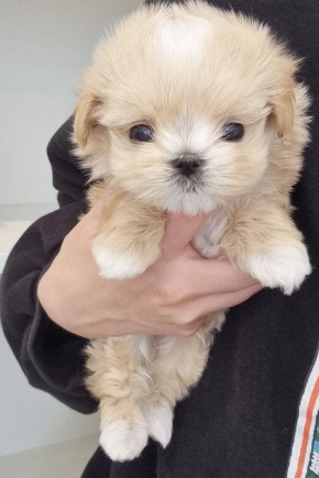 말티푸 형제 [타코,야끼] 송도말티푸분양 말티푸켄넬