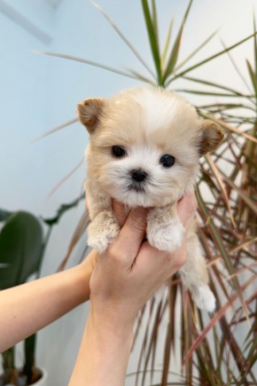 말티푸 [시루] 양주말티푸분양 김포말티푸분양