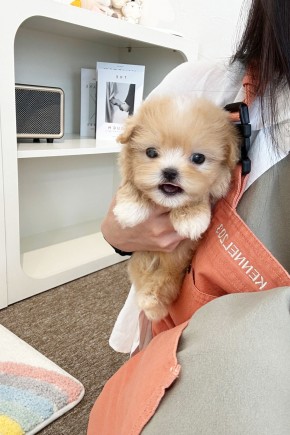 말티푸 [테디] 파주말티푸분양