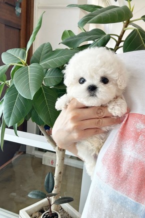 미니비숑 [밥풀이] 미니비숑켄넬