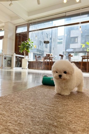 테디비숑 [베찌] 미니비숑견사 운정미니비숑분양 운정강아지분양 파주미니비숑분양 의정부미니비숑분양 남양주미니비숑분양 용산미니비숑분양