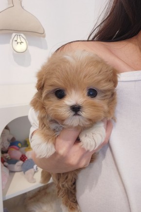 말티푸 [러비] 말티푸켄넬 운정말티푸분양 남양주강아지분양 남양주말티푸분양 파주말티푸분양 파주강아지분양 운정강아지분양