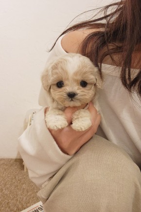 말티푸[순디] 대전말티푸분양 판교말티푸분양 수원말티푸분양 광명말티푸분양 말티푸켄넬 말티푸견사