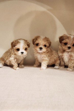 말티푸 삼남매 [별,달,청]   말티푸켄넬 말티푸견사 동탄말티푸분양 송도말티푸분양 인천말티푸분양 말티푸브리더