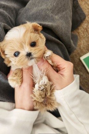 [말티푸:반달이]