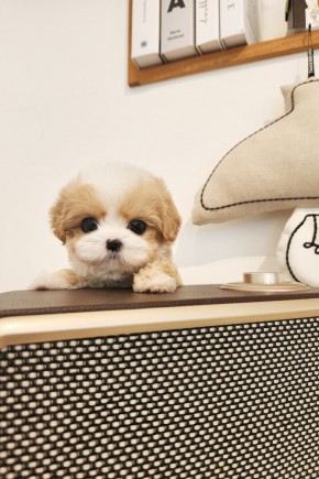 말티푸[하몽이]