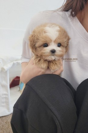 말티푸 [아루] 말티푸켄넬 말티푸견사 KENNEL203