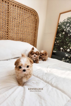 말티푸 남매 치즈,퐁듀,푸딩  /                                         말티푸켄넬 말티푸견사 파주말티푸분양 파주강아지분양