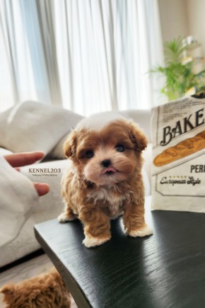 말티푸 퐁듀 / 말티푸켄넬 말티푸견사 말티푸브리더 부산말티푸분양