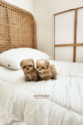 말티푸남매 말캉말랑 / 말티푸켄넬 말티푸견사 파주말티푸분양 파주강아지분양