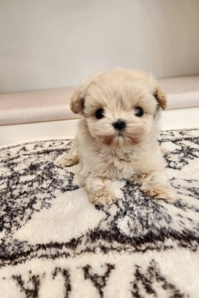 말티푸켄넬 『허브』 말티푸견사 파주말티푸분양 파주강아지분양