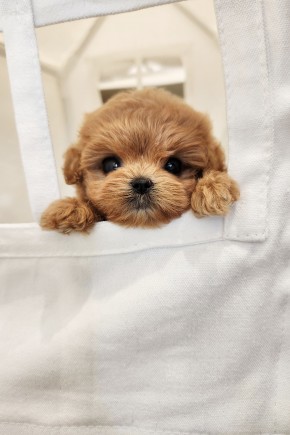 말티푸켄넬 『모쿠』 말티푸견사 양주말티푸분양 시흥말티푸분양