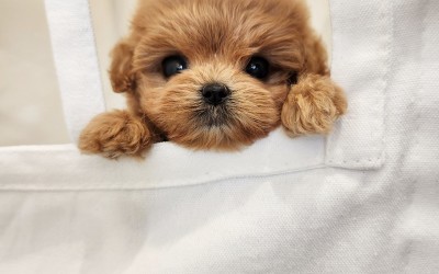 말티푸켄넬 『모쿠』 말티푸견사 양주말티푸분양 시흥말티푸분양