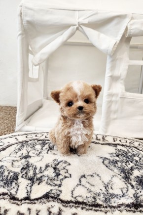 말티푸켄넬 『썸머』 말티푸견사 평택말티푸분양 구리말티푸분양 크림파티말티푸분양