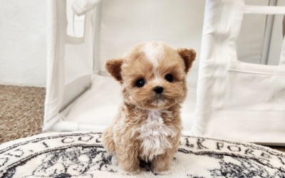 말티푸켄넬 『썸머』 말티푸견사 평택말티푸분양 구리말티푸분양 크림파티말티푸분양