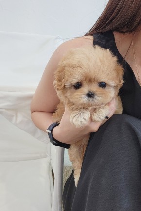 말티푸켄넬 『후디』 말티푸견사 일산말티푸분양 김포말티푸분양