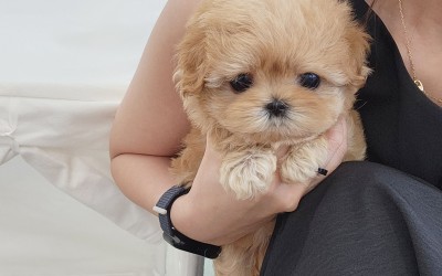 말티푸켄넬 『후디』 말티푸견사 일산말티푸분양 김포말티푸분양