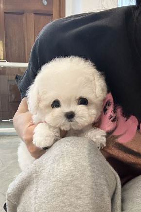 미니비숑분양『베리』 미니비숑켄넬 미니비숑견사 파주미니비숑분양 남양주미니비숑분양