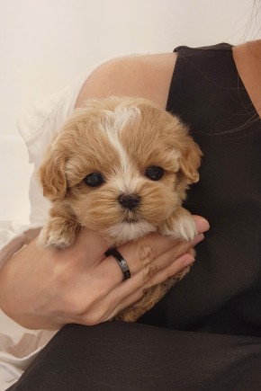 말티푸켄넬 『두콩이』 말티푸견사 파주말티푸분양 일산말티푸분양 김포말티푸분양